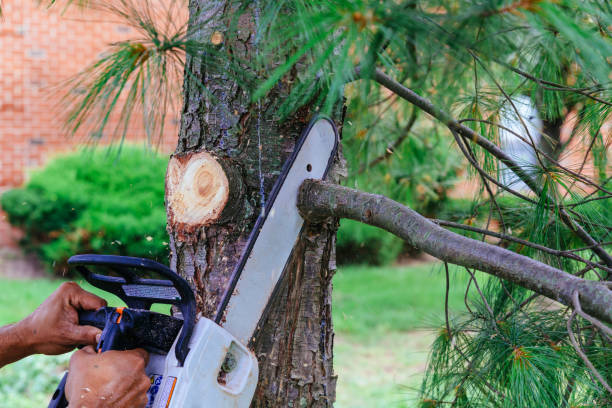 The Steps Involved in Our Tree Care Process in El Valle De Arroyo Seco, NM